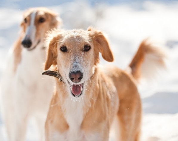 South Russian Steppe Hound