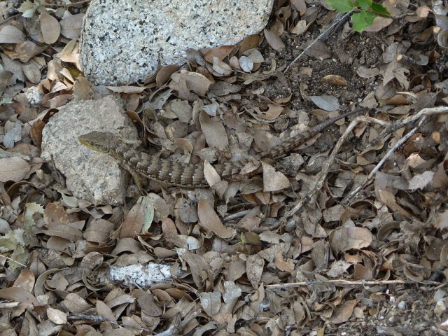 Southern Alligator Lizard