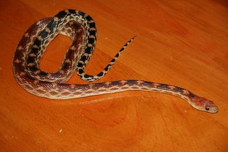 Southern Baja Gopher Snake