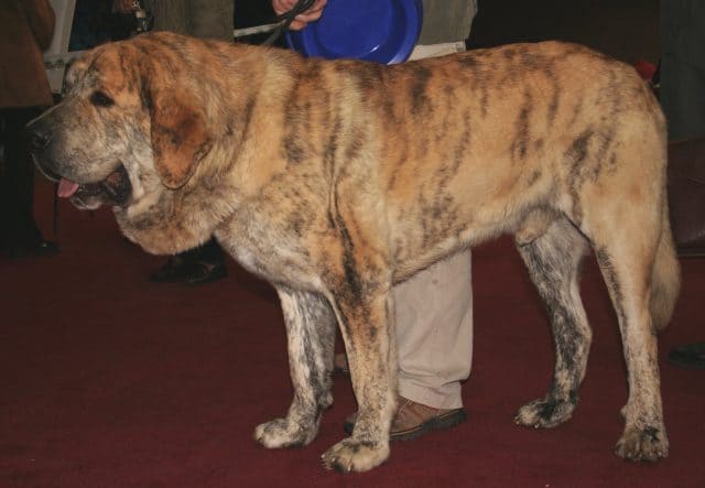 Spanish Mastiff