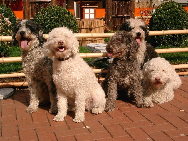 what health problems do cantabrian water dog have