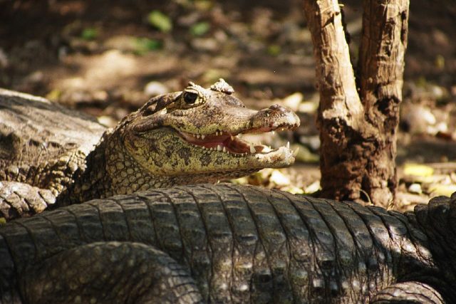 Spectacled Caiman