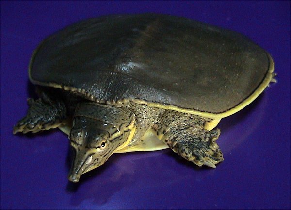 Spiny Soft-Shelled Turtle