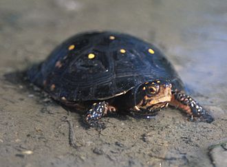 Spotted Turtle