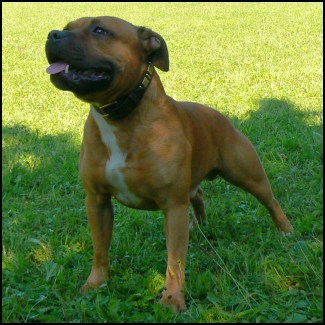 Staffordshire Bull Terrier