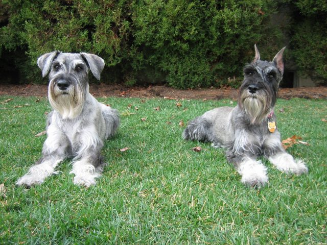 Standard Schnauzer