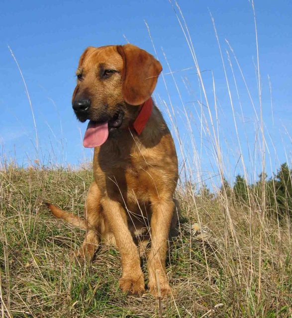 Styrian Coarse-Haired Hound