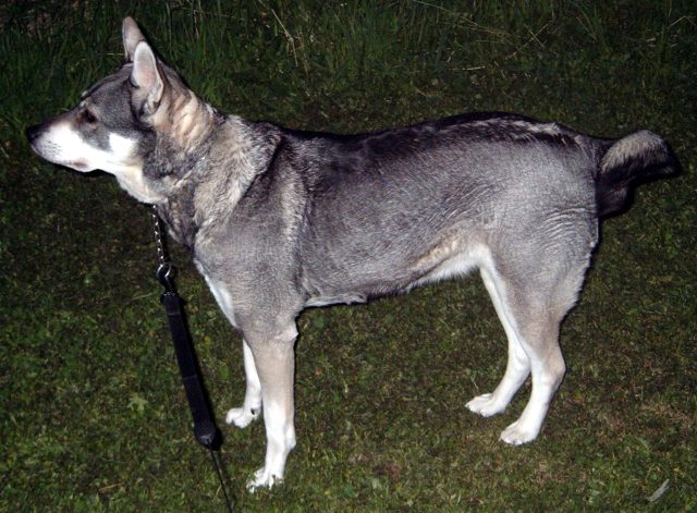 Swedish Elkhound