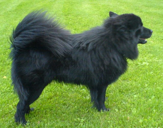 Swedish Lapphund