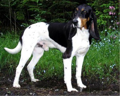 Swiss Hound, Bernese Hound