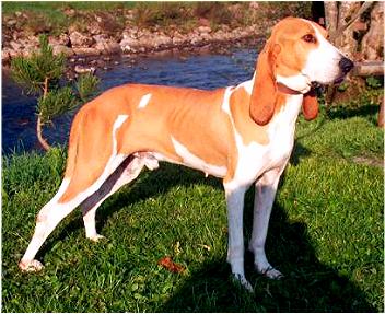 Swiss Hound, Schwyz Hound