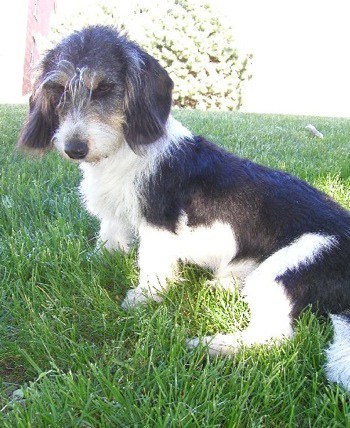 Swiss Hound, Small Bernese Hound