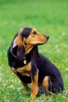 Swiss Hound, Small Jura Hound