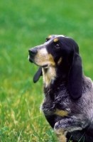 Swiss Hound, Small Lucerne Hound