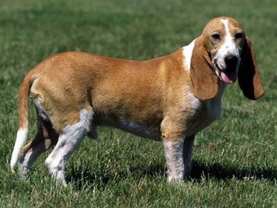 Swiss Hound, Small Schwyz Hound