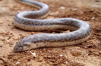 Tartar Sand Boa