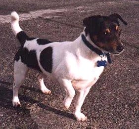 Teddy Roosevelt Terrier