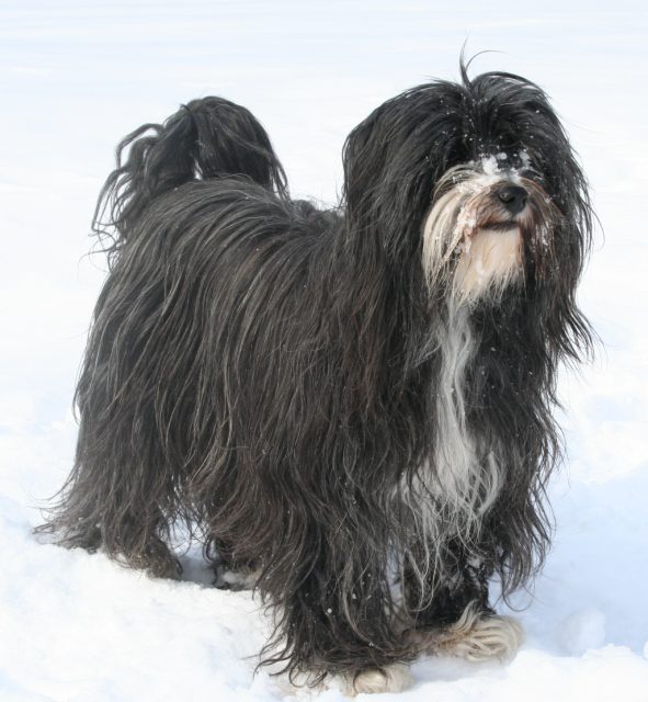 best ways to exercise your tibetan terrier