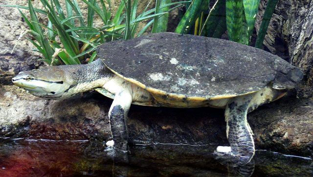 Toad-Head Side-Necked Turtle