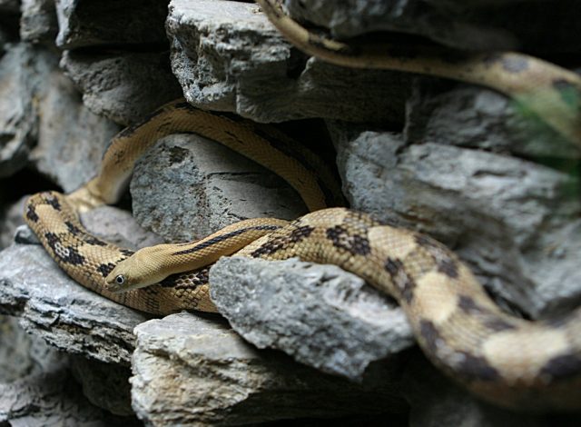 Trans-Pecos Rat Snake