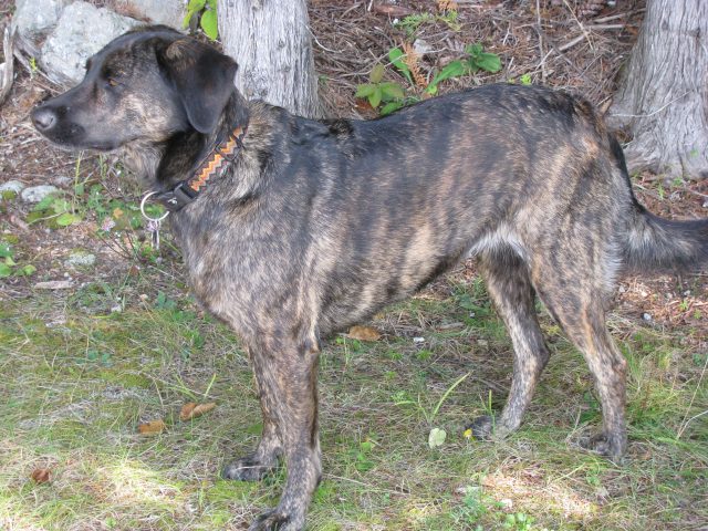 Treeing Tennessee Brindle