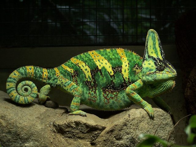 Veiled Chameleon