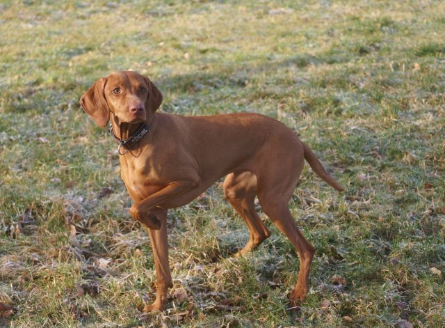 Vizsla