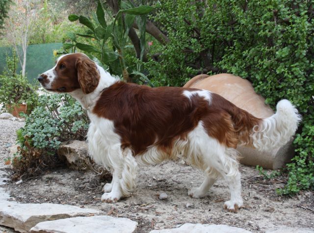 Merle springer clearance spaniel