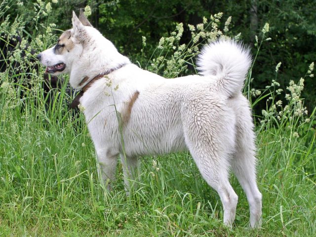 West Siberian Laika