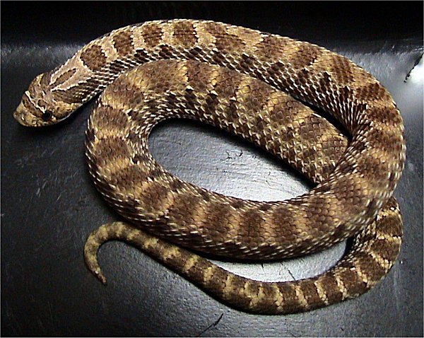 Western Hognosed Snake