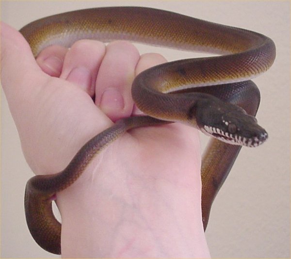 white lipped python