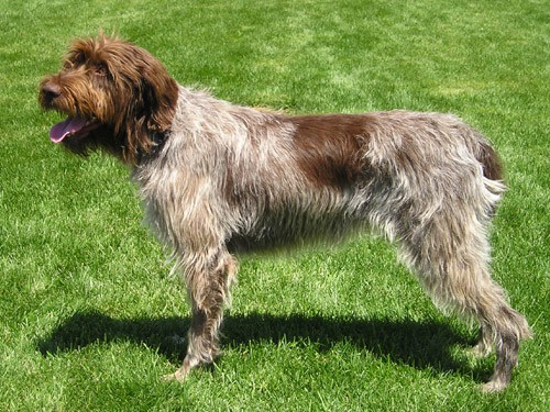 Wirehaired Pointing Griffon