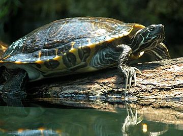 Yellow-Bellied Slider