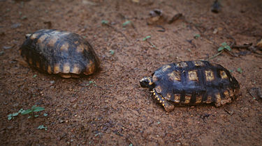 Yellow-Footed Tortoise