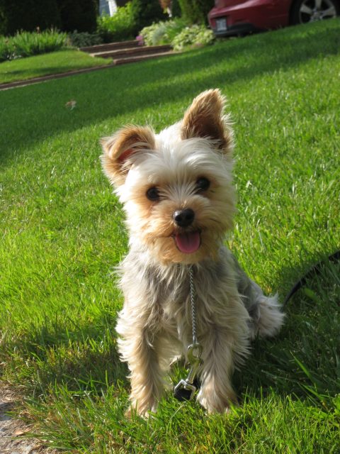 Yorkshire Terrier