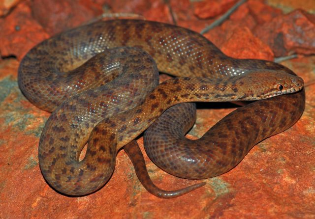 Anthill Python