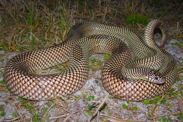 Apalachicola Kingsnake