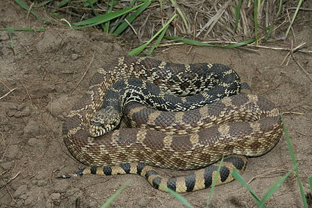 Bullsnake