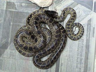 Desert Kingsnake