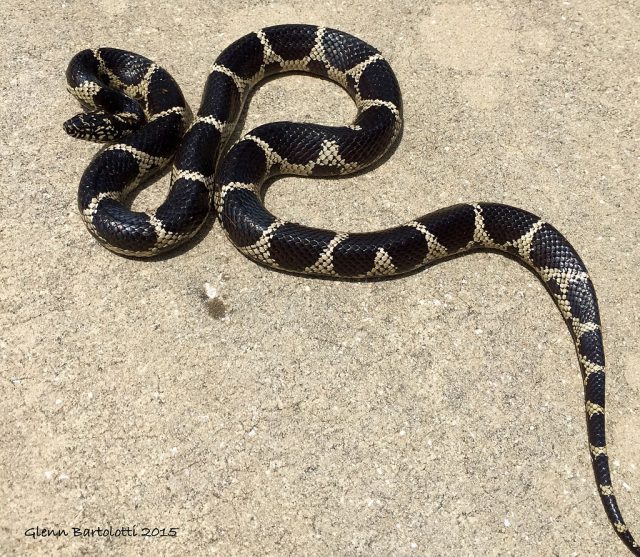 Eastern Kingsnake