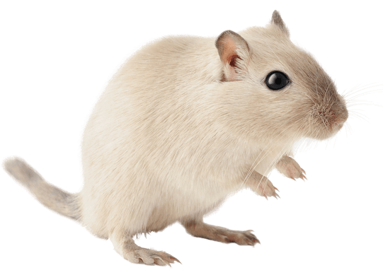 Gerbil