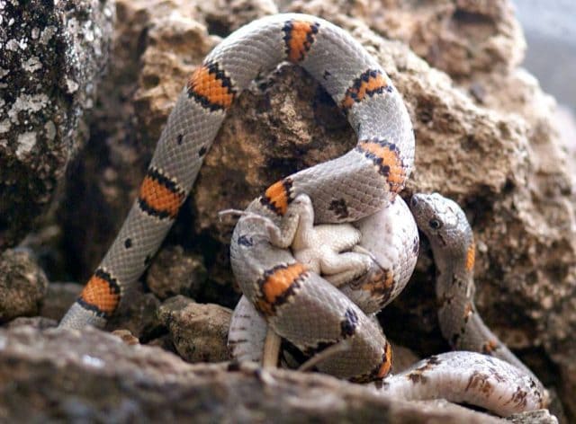 Grey-Banded Kingsnake