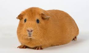 Guinea pig