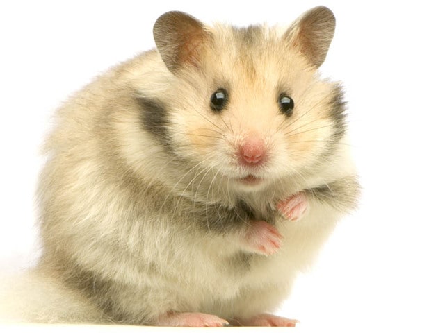 Hamster