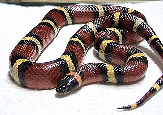 Mexican Milk Snake