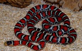 Mexican Parrot Snake