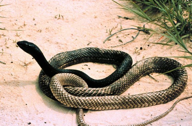 Red Coachwhip