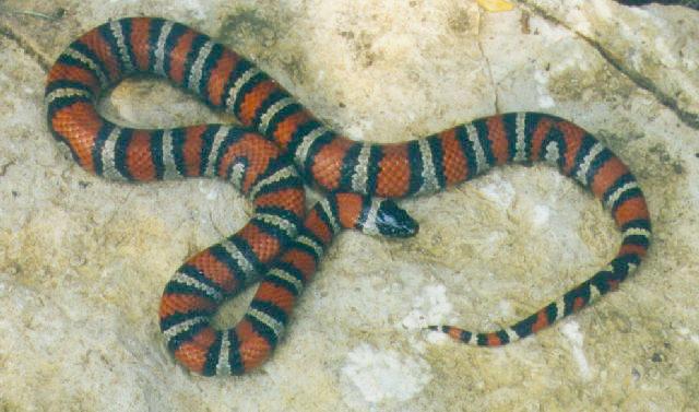 Ruthven’s Kingsnake