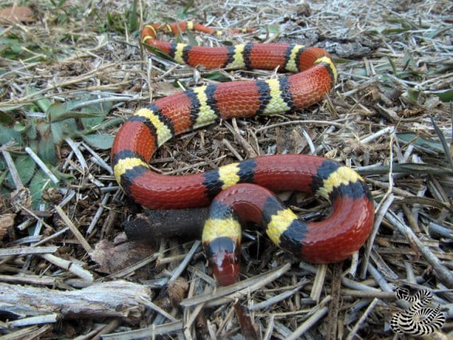 Scarlet Kingsnake