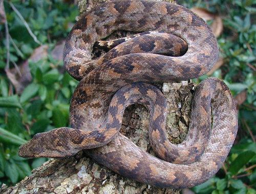 Solomon Island Tree Boa